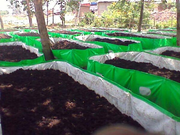 vermicompost-bed-09_p_1251630_429533.jpg