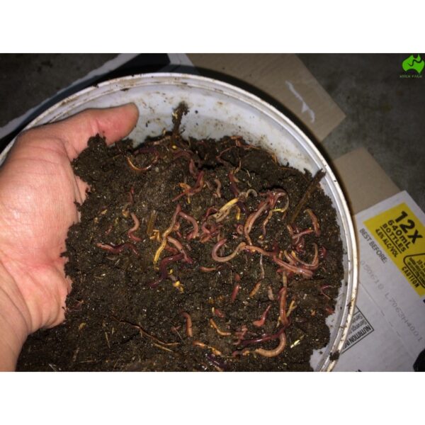 worm-starter-mix.jpg